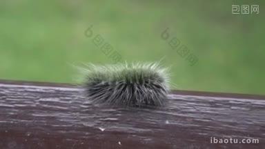 美丽的黑白相间的毛茸茸的毛毛虫爬在栏杆的边缘，越过模糊的绿树背景高角度